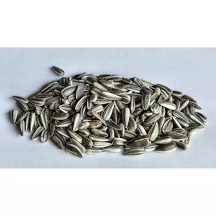 Auringonkukansiemen 10kg - Lintujen talviruokinta, siemenet & talit - 6420614081167 - 1